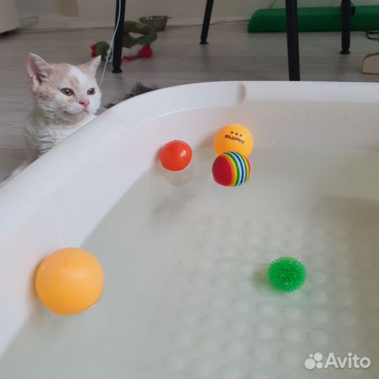 Обаятельный котик метис