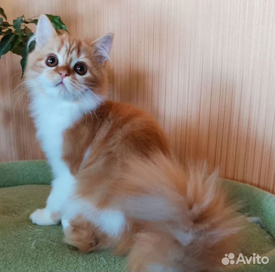 Хайленды фолды и страйты