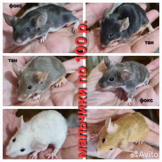 Мышь декоративная