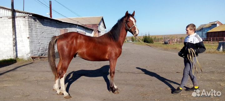 Продам лошадей