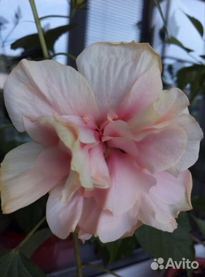 Гибискусы махровые