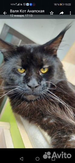 Котята мейн-кун