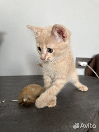 Котенок