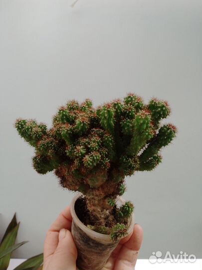 Отростки цветов