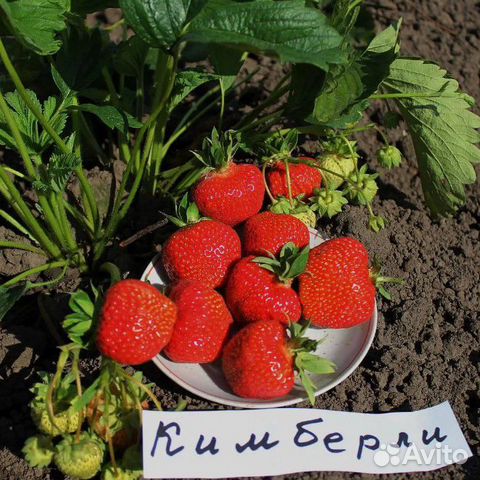 Саженцы клубники, малины