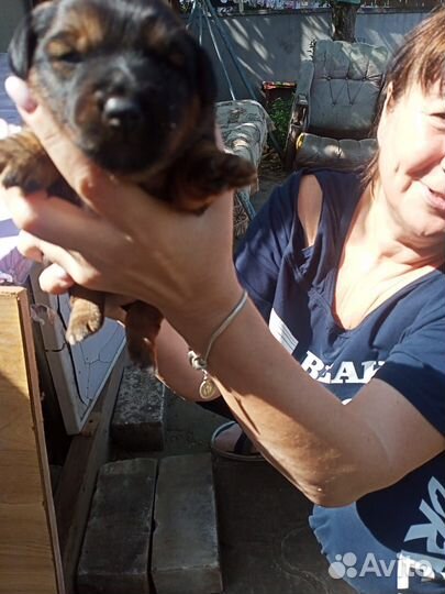 Метис Ягдтерьера и Джекрассел а