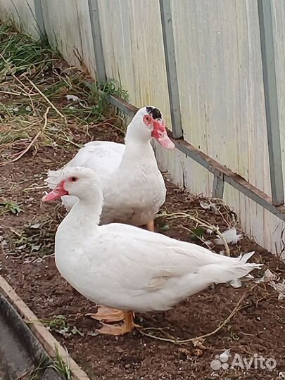 Индоутки тяжелой линии