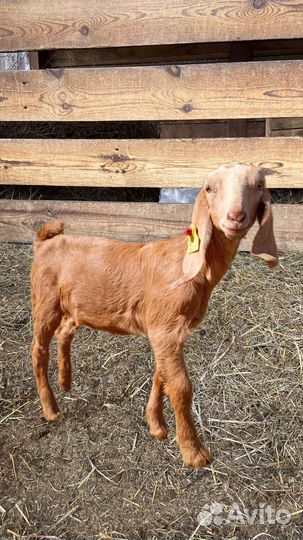 Англо нубийский козлик