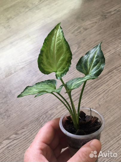 Сингониум сахарное сердце