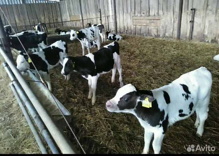 Холмогоры Голштины Бычки Тёлки