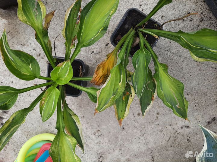 Продам многолетки,хосты