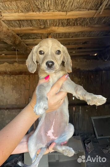 В добрые руки