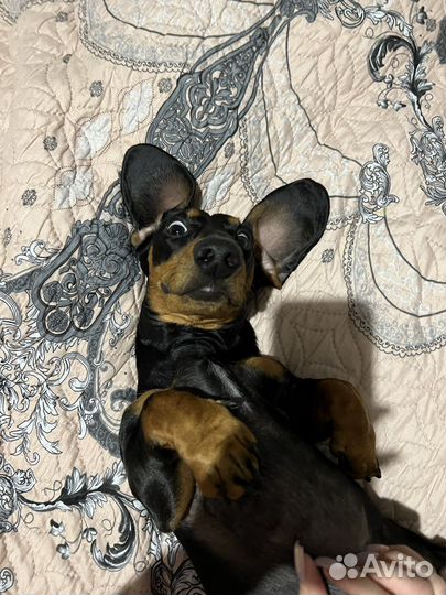 Вязка кобель минитакса