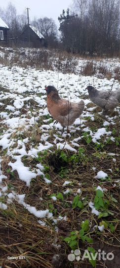 Несушки амераукана