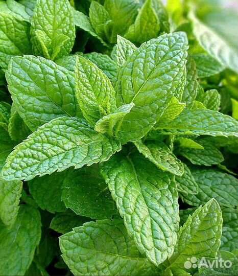 Мята перечная