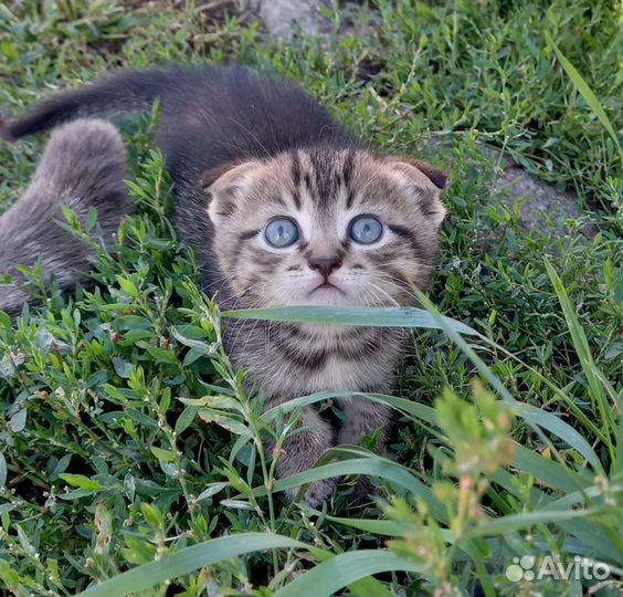 Шотландские котята