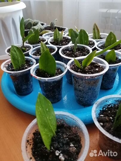 Замиокулькас