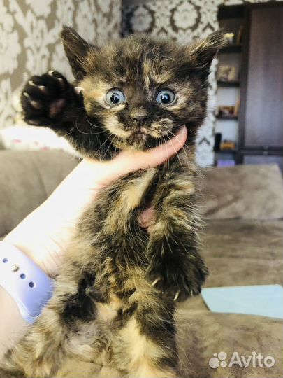 Котята в дар