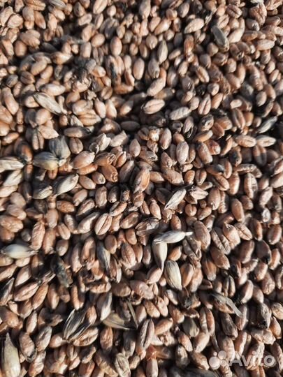 Зерно пшеница сухая