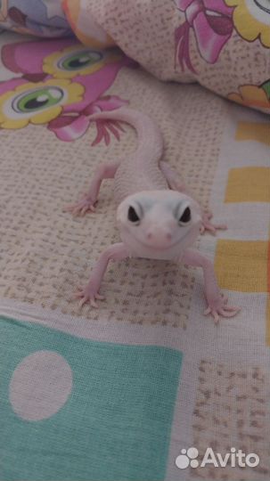 Ящерица эублефар