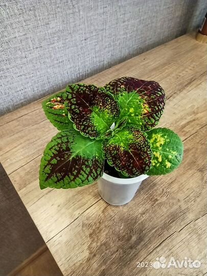 Аватар (черенок колеуса)