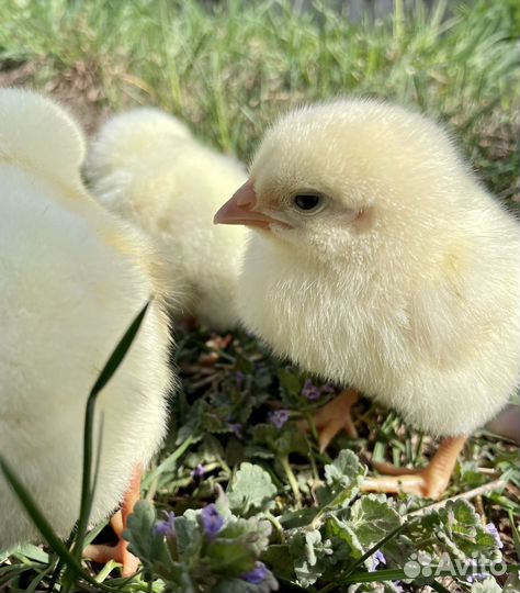 Цыплята суточные кобб 700