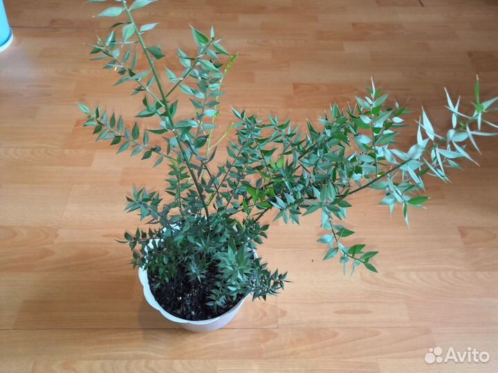 Гибискус, рускус, сингониум, драцена душистая и др