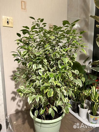 Фикус бенжамина