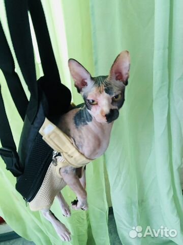 Переноска для кошек и собак