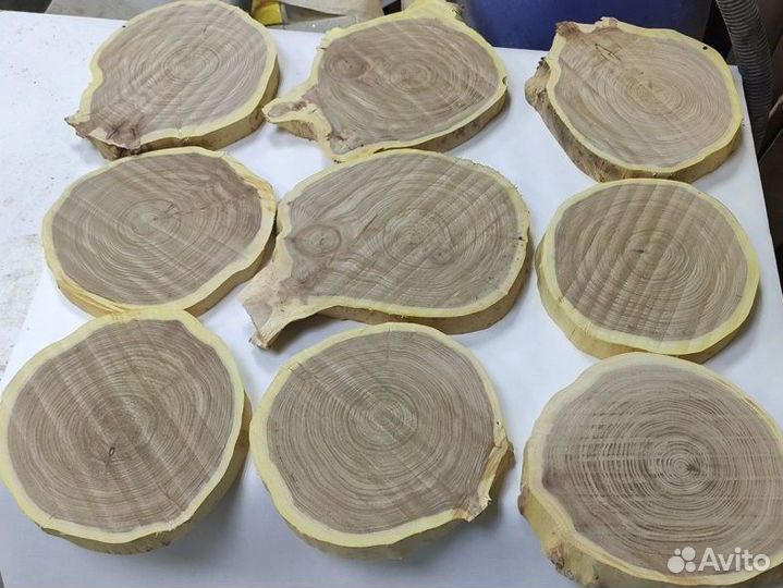 Спил дерева вяз