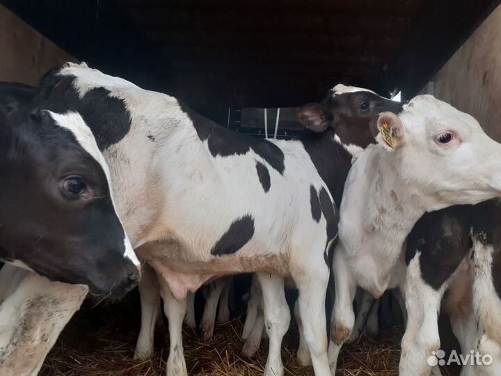 Телята, бычки