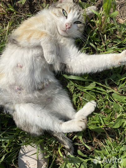 Кошка Люся ищет дом