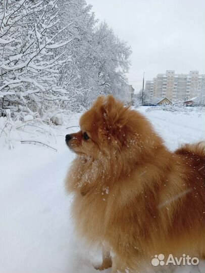 Немецкий шпиц вязка