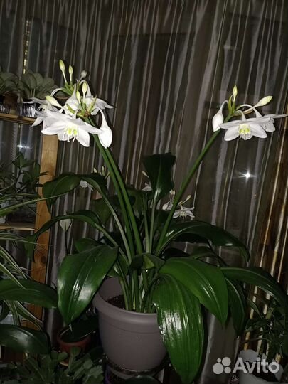 Эухарис или же амазонская лилия