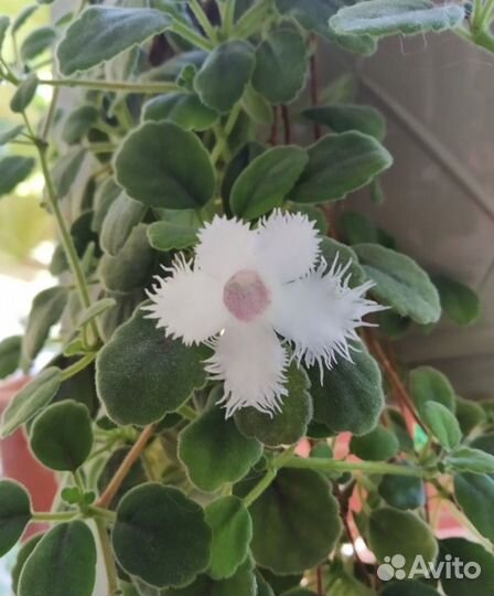 Альсобия, редкий вид, кружевная