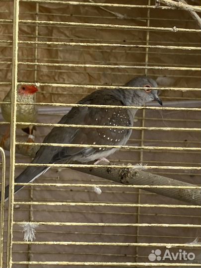 Астрильд тросниковый (пара горлиц )