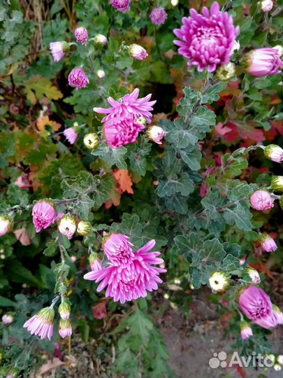 Хризантема