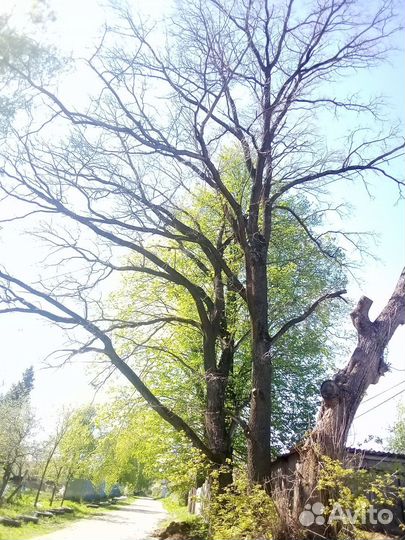 Два дуба и липа на паркет и дрова