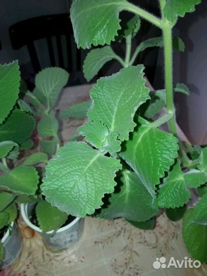 Комнатная мята