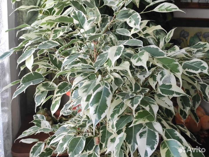 Фикус бенджамина пестролистный