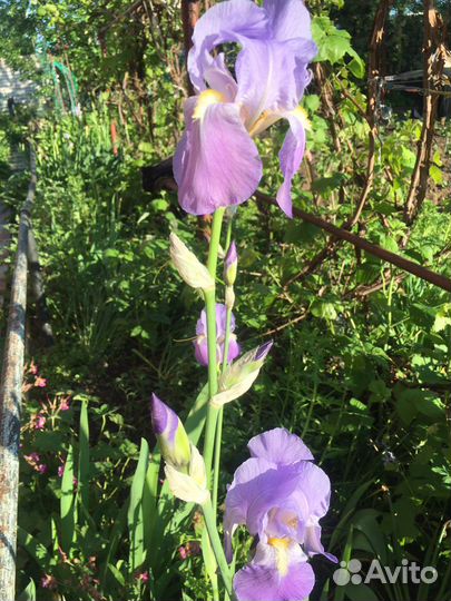 Ирисы,лилейник