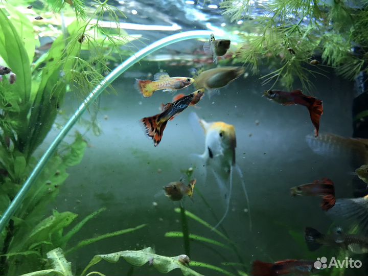 Аквариум и все его составляющие + кованная стойка