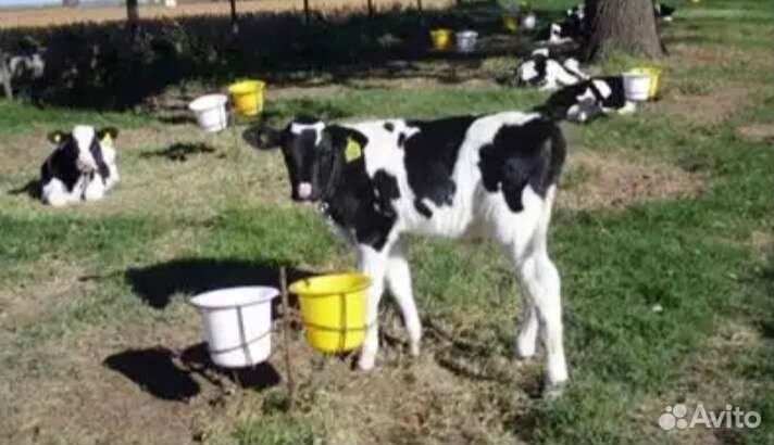 Бычки телята отборные