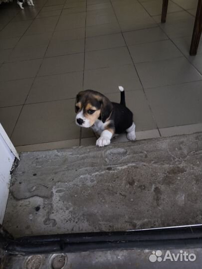 Щенки бигль