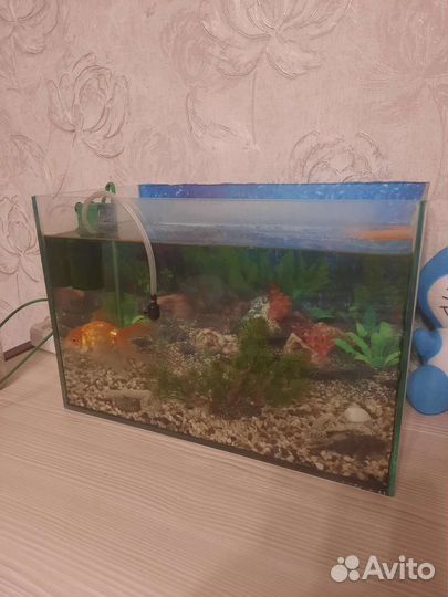 Аквариум с рыбками