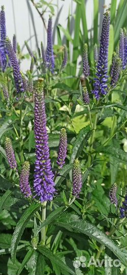 Многоленгие цветы