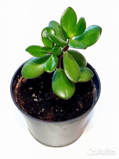 Крассула толстянка денежное дерево в горшке
