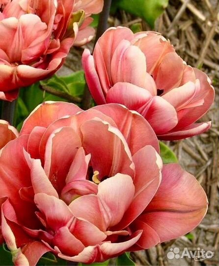 Тюльпаны луковица