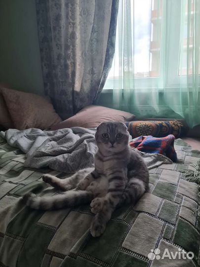 Шотландский вислоухий кот вязка
