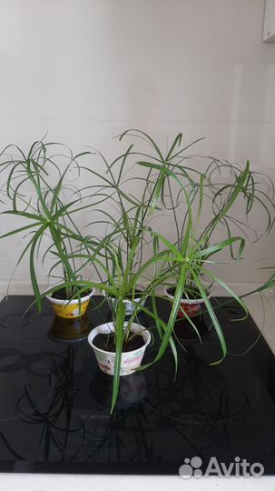 Циперус альтернифолиус Грацилис (тростник/зонтик)